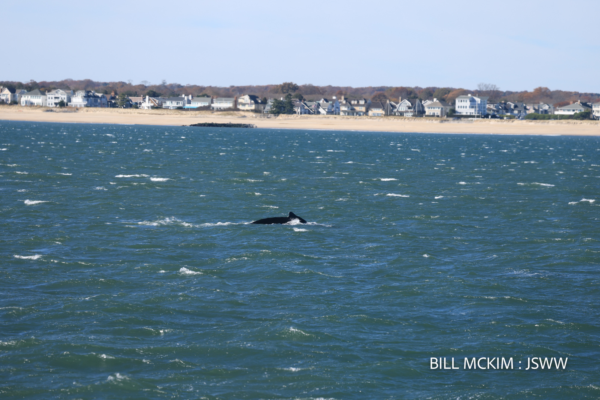whale watching, Jersey Shore Whale Watch, Bill McKim&rsquo;s Jersey Shore Whale Watch Tour 