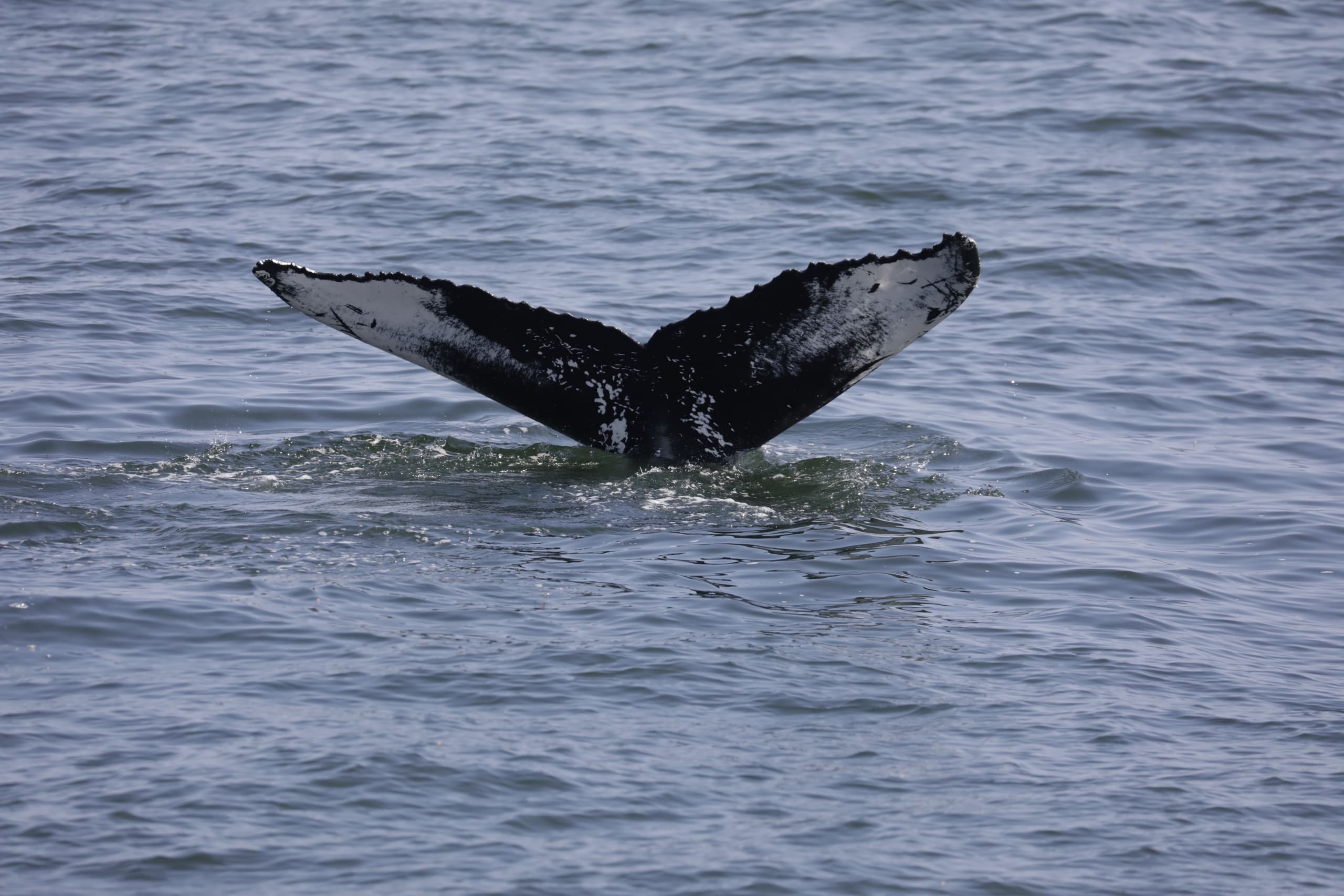 whale watching, Jersey Shore Whale Watch, Bill McKim&rsquo;s Jersey Shore Whale Watch Tour 