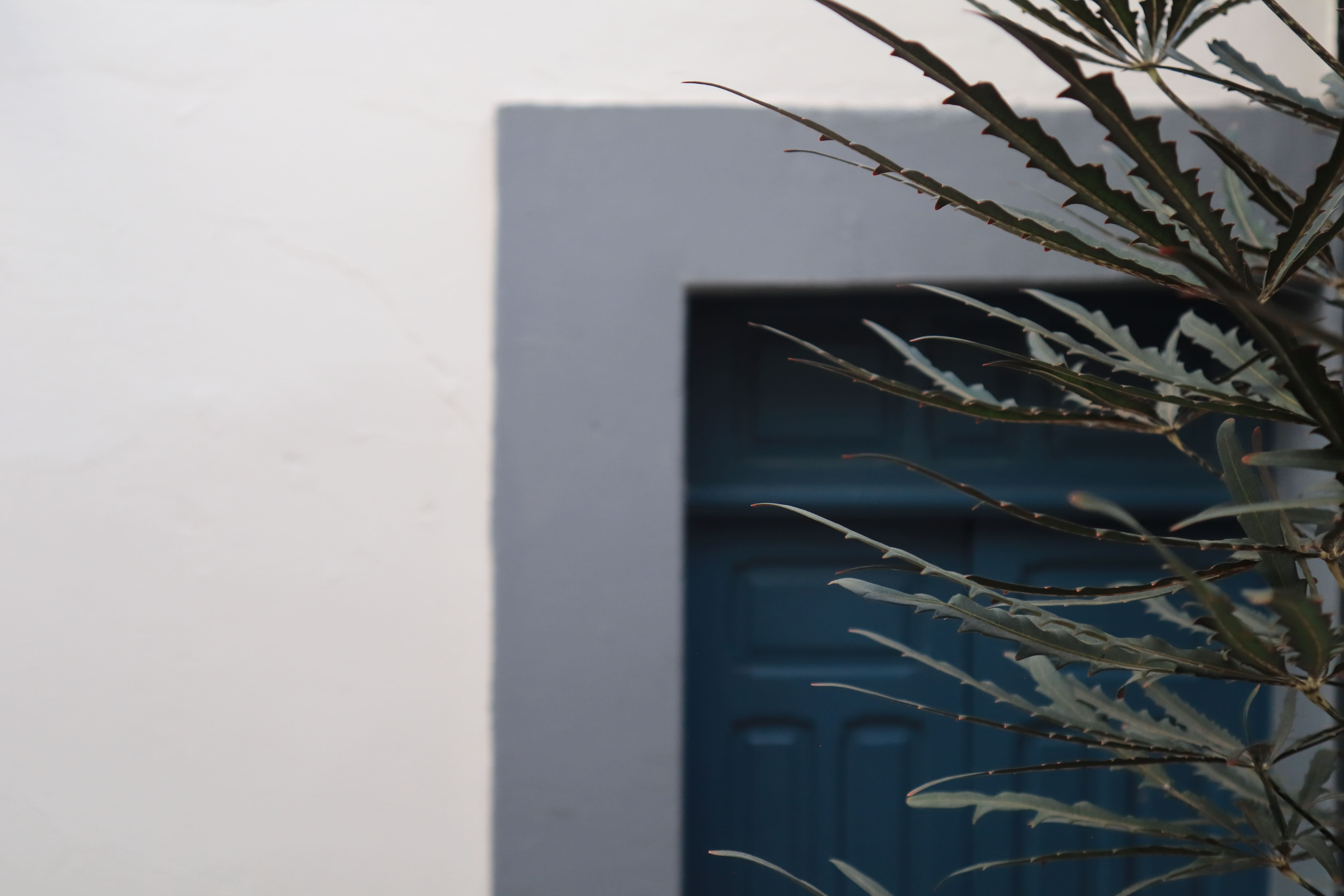 Planta con puerta azul de fondo