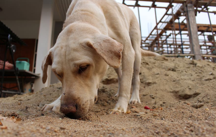 A CDI dog at work on a construction site (CDI) A CDI dog at work on a construction site (CDI)