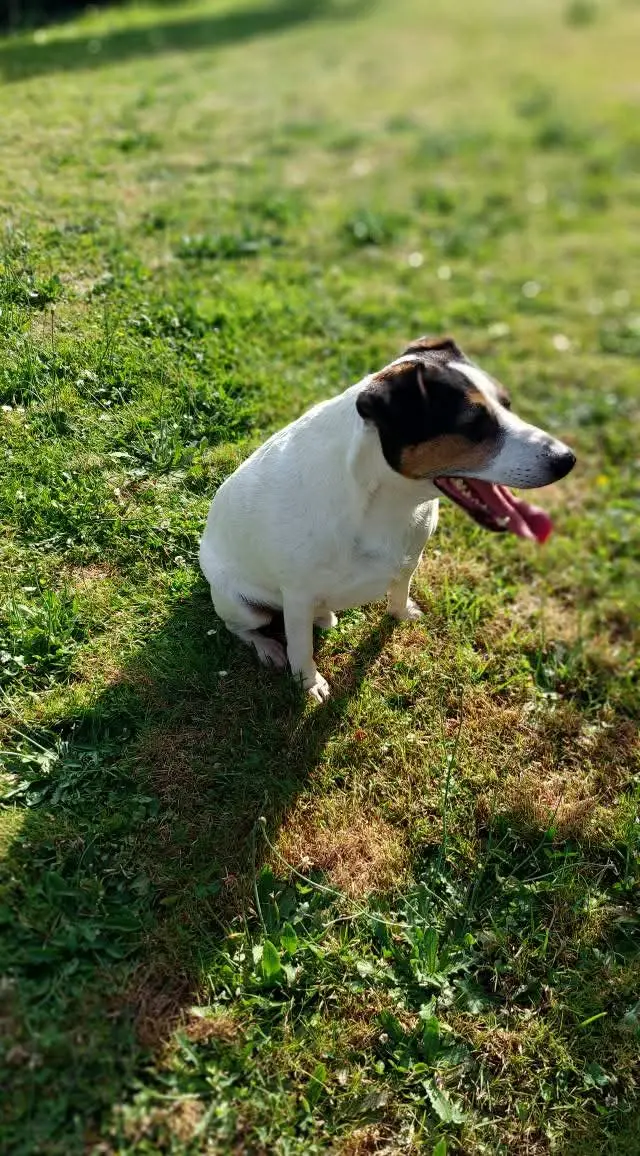 OZZY 1