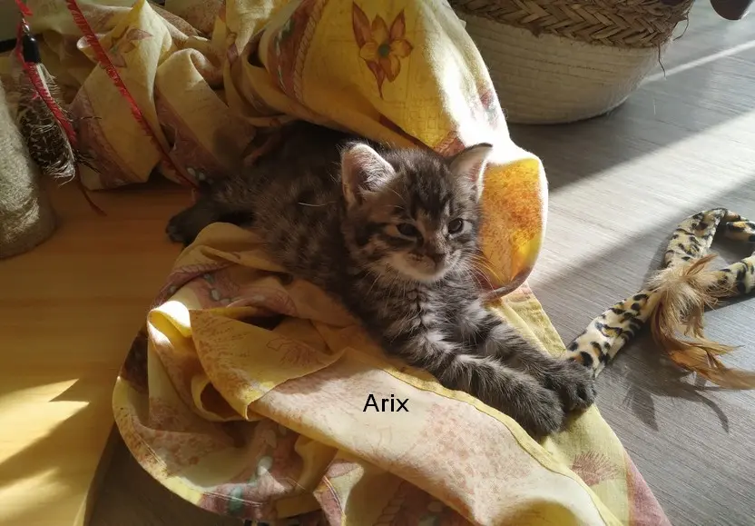 Arix 3