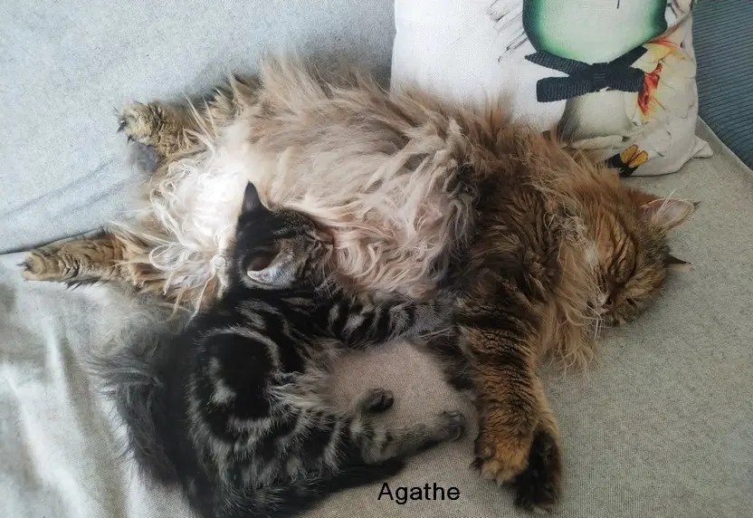 Agathe 3