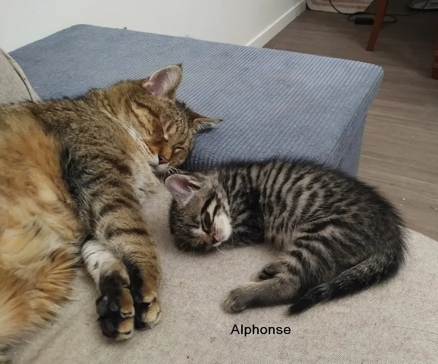 Alphonse 3