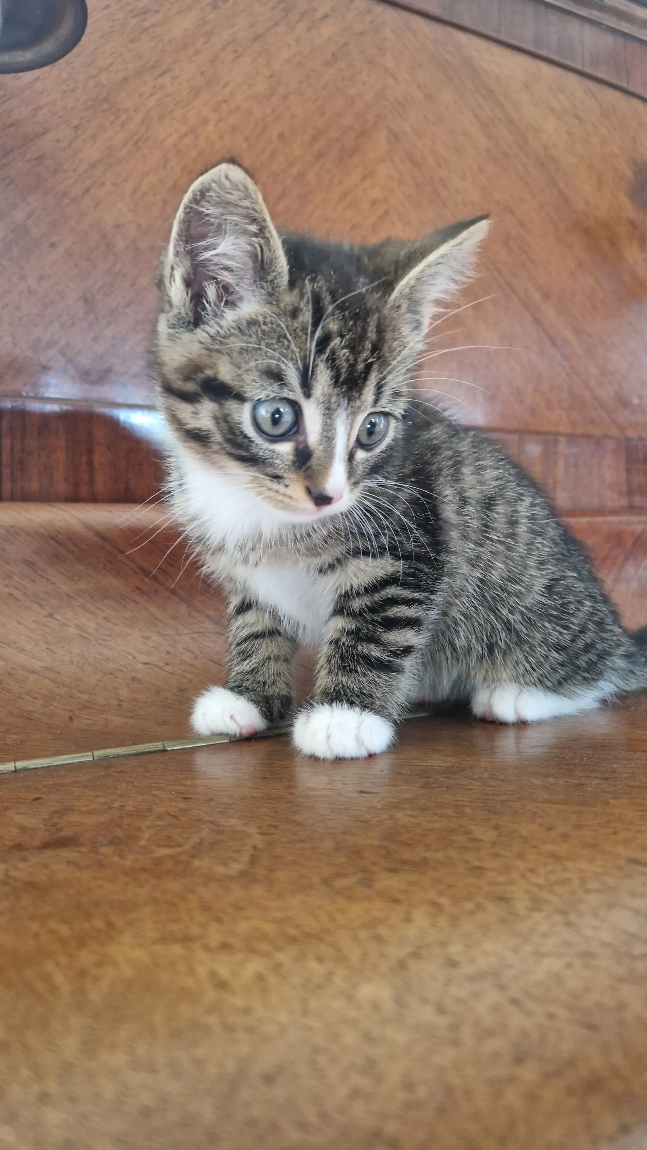 Achille 1