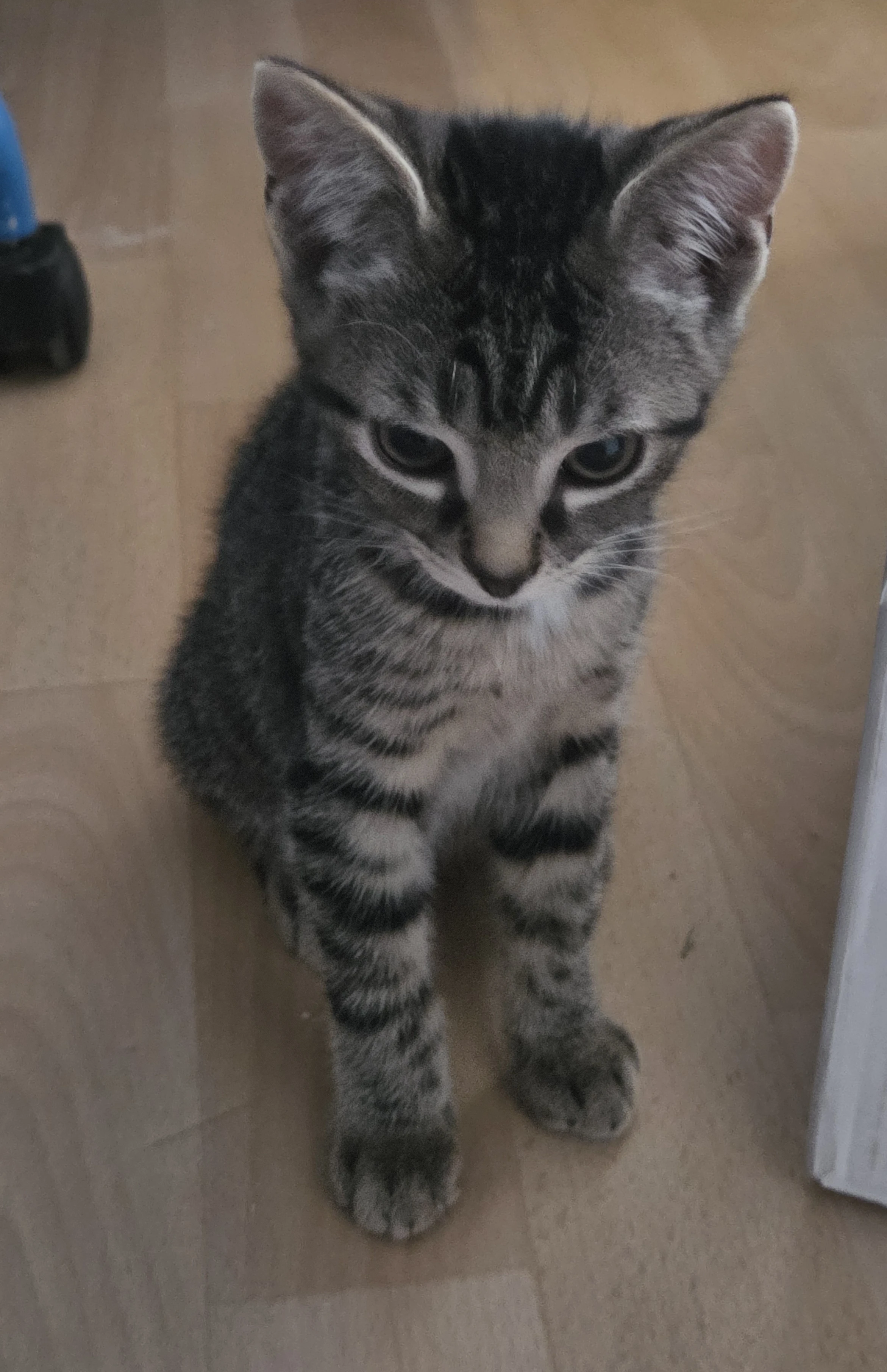 Anya 1