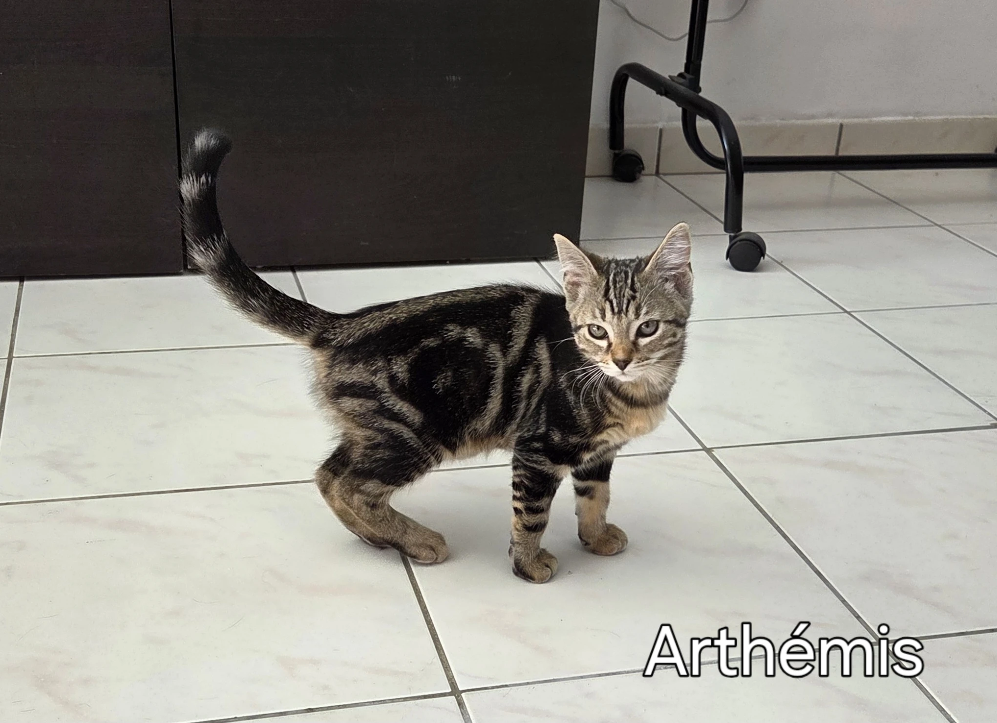 Arthémis 1