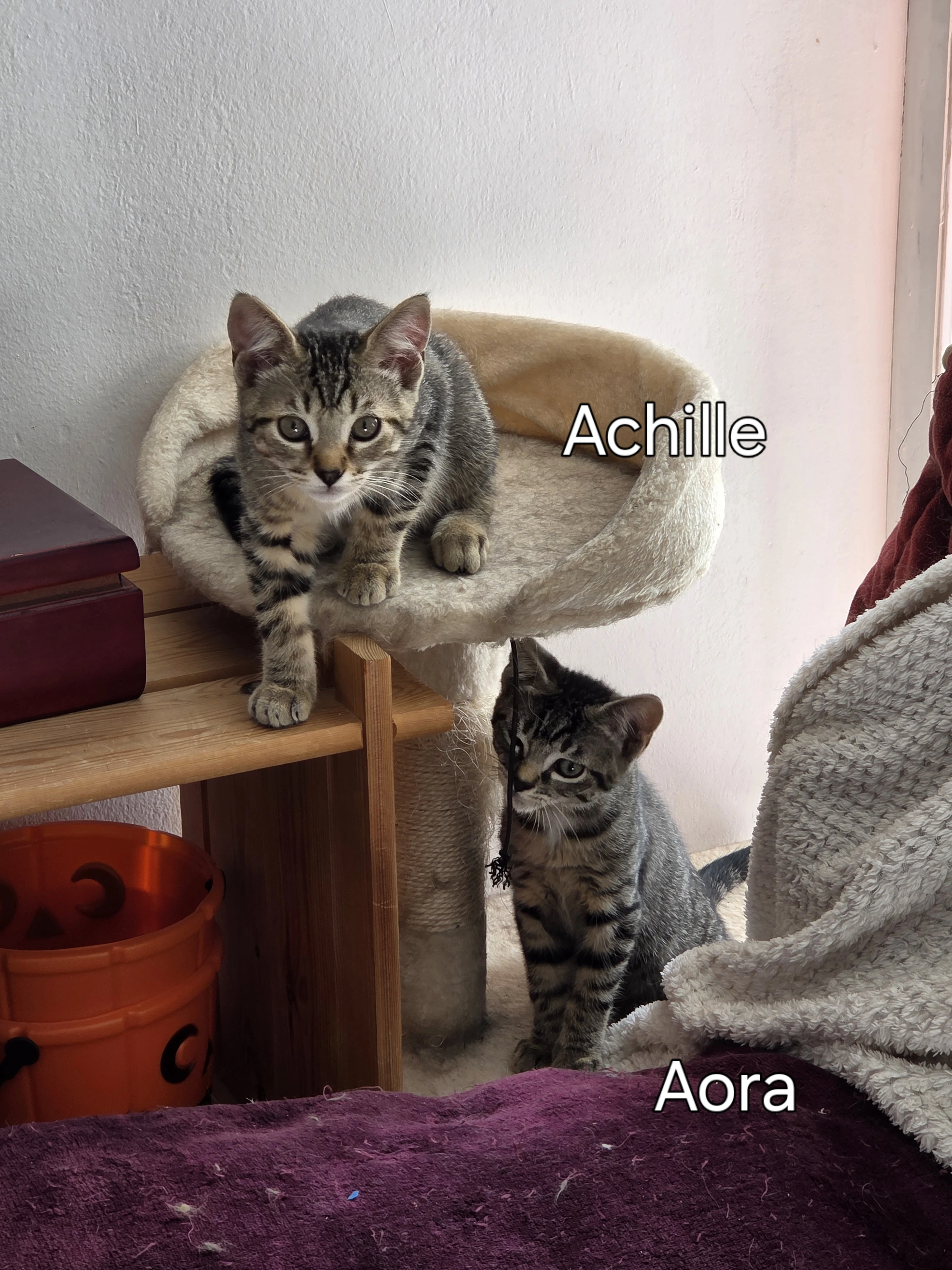 Ahora 1