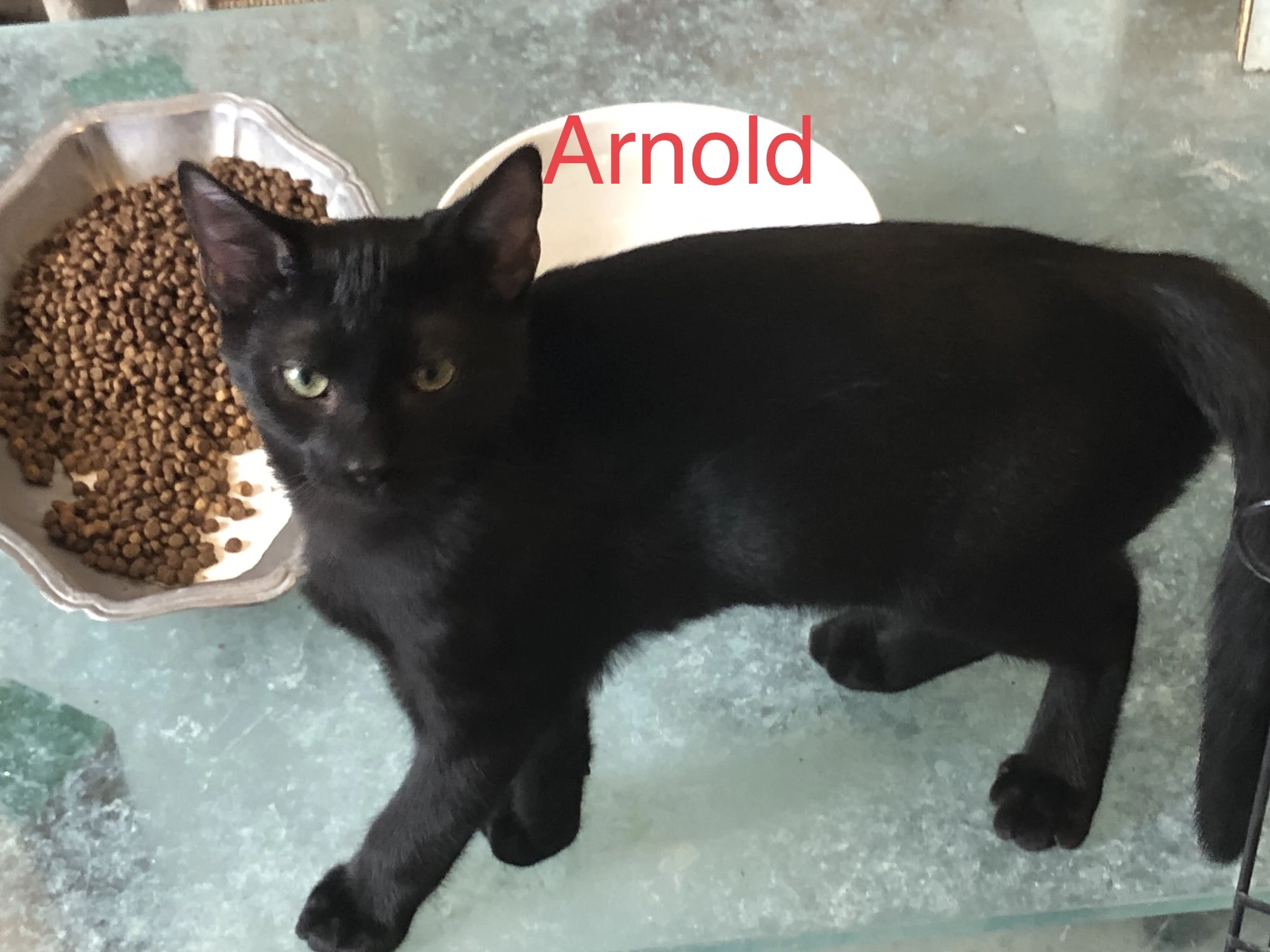 Arnold 1