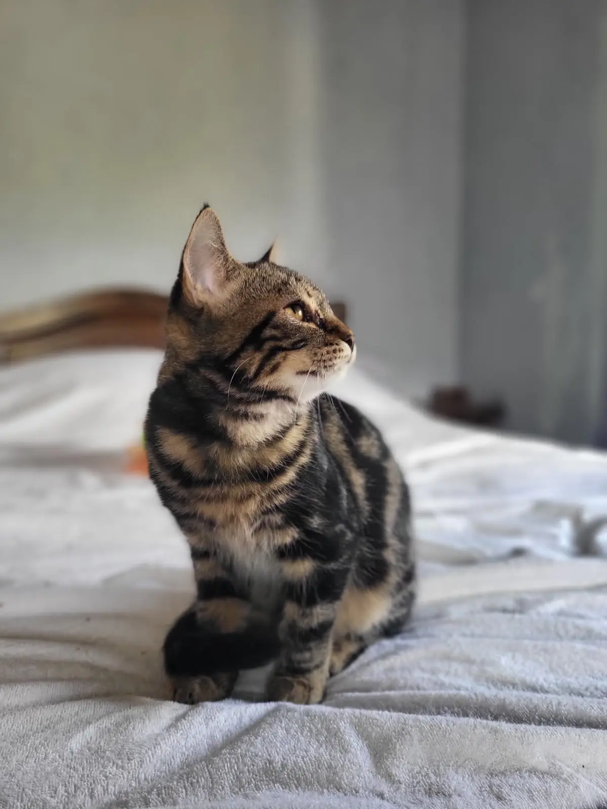 Fratrie de Aulnette  3