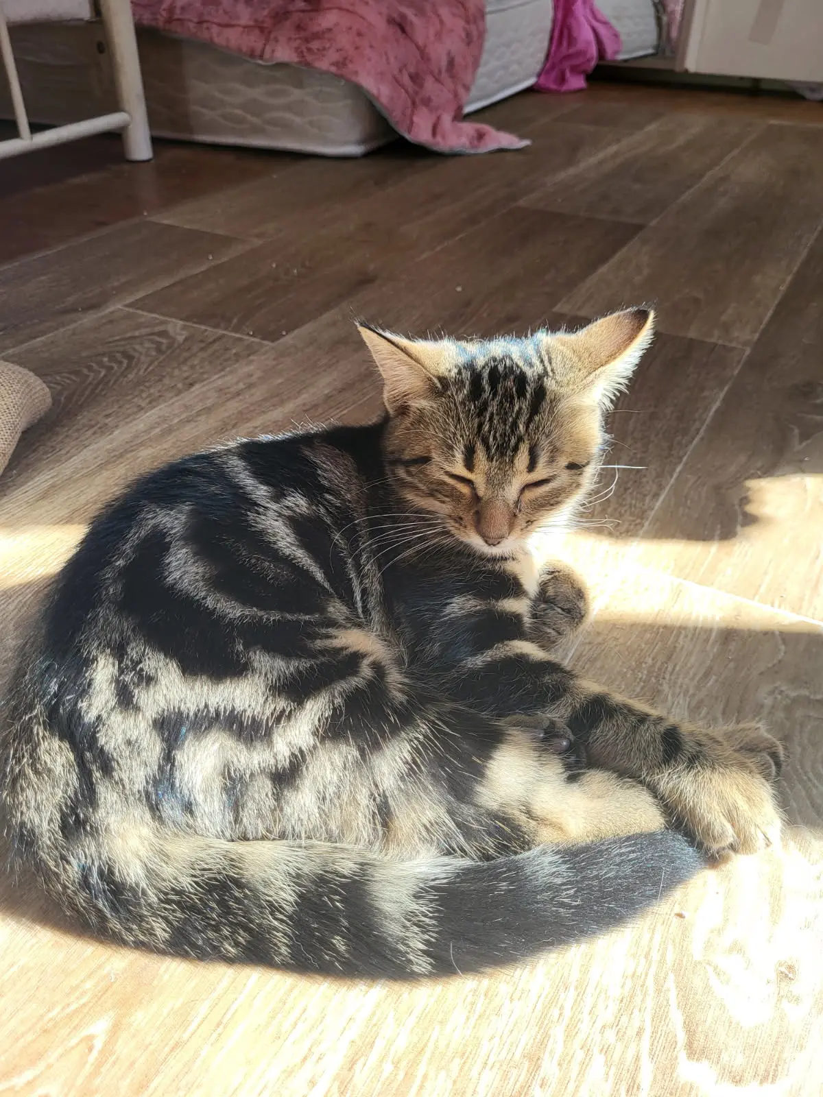 Fratrie de Aulnette  4