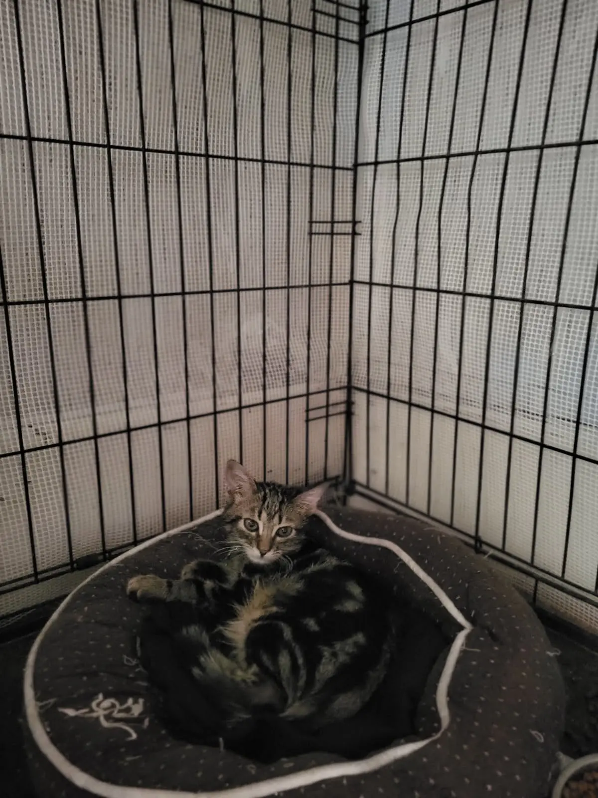 Fratrie de Aulnette  5