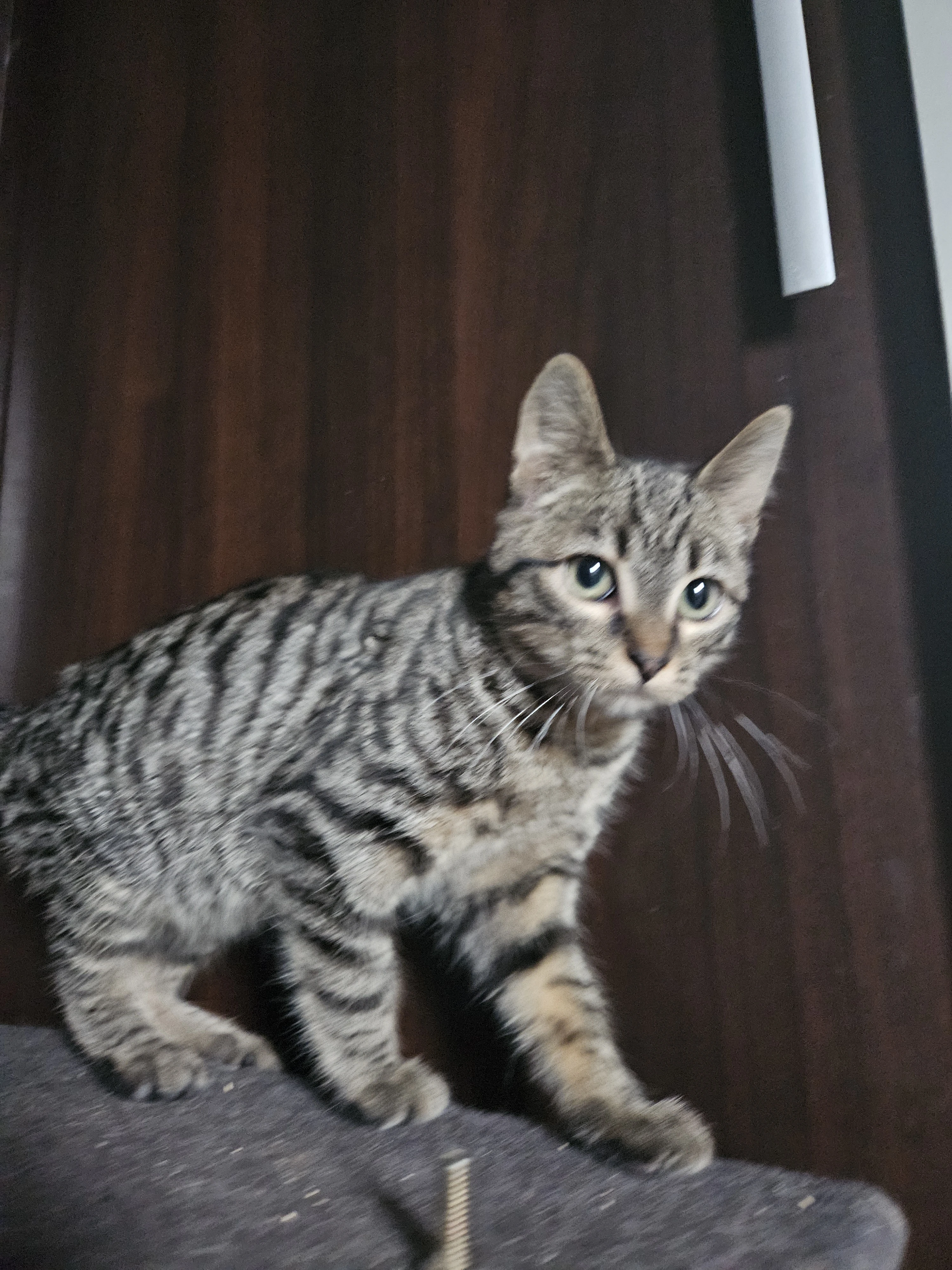 Alfy 3