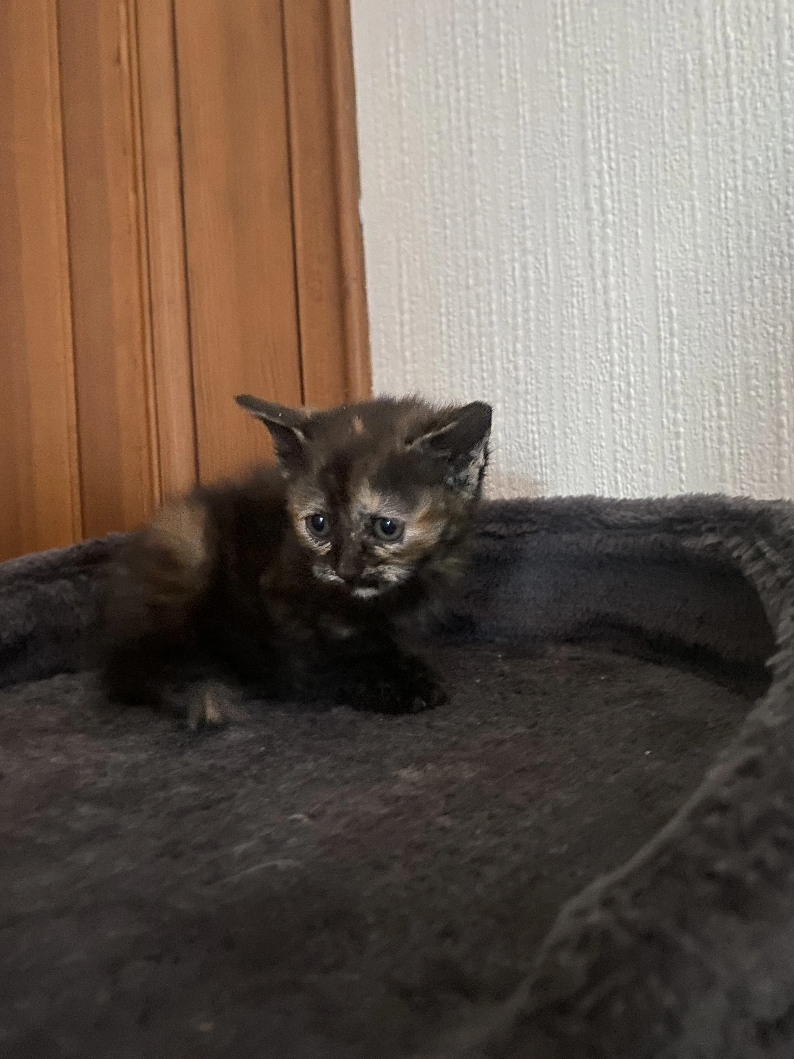 Stella 1