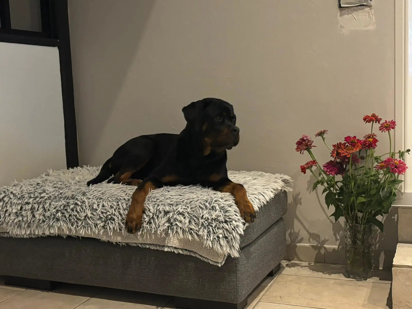 AKIRA