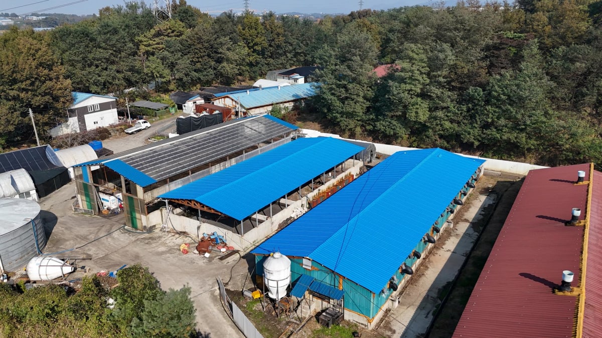 돈사 녹슨 판넬 지붕 덮는 공사