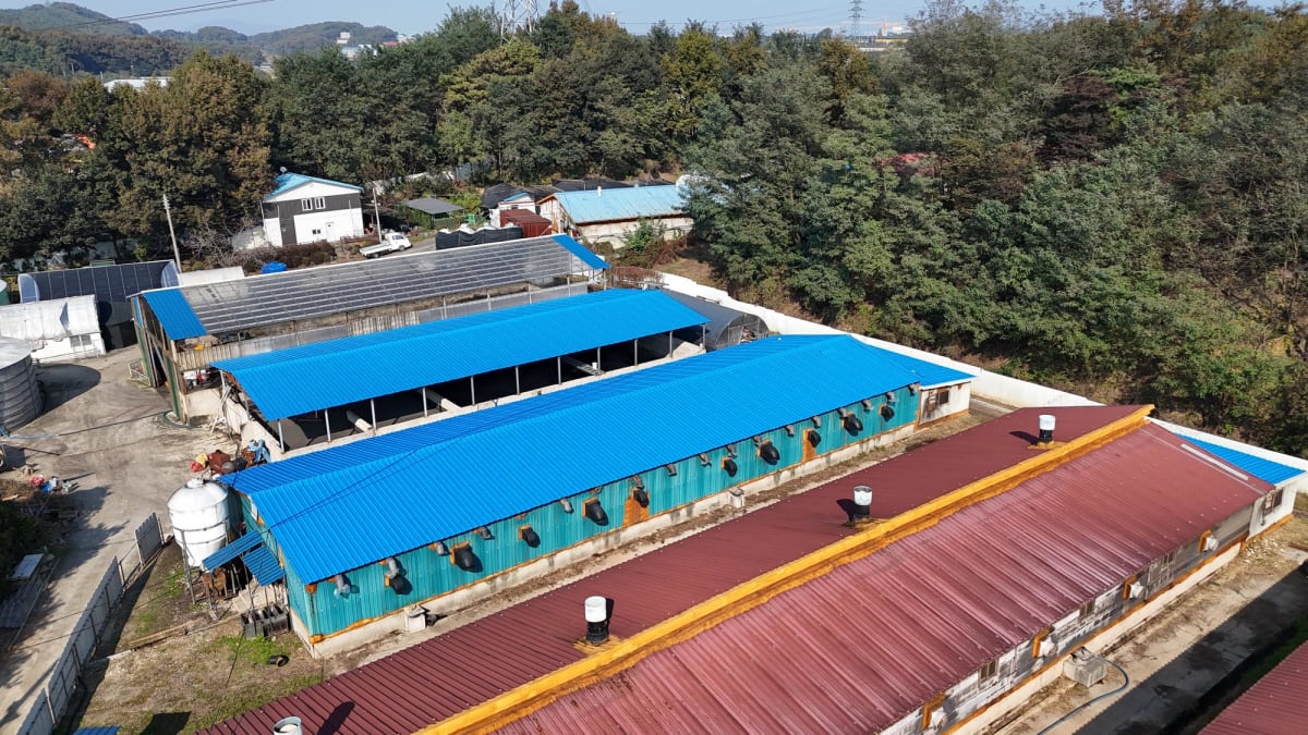 돈사 녹슨 판넬 지붕 덮는 공사