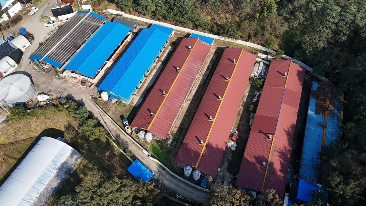 돈사 녹슨 판넬 지붕 덮는 공사_10.jpg