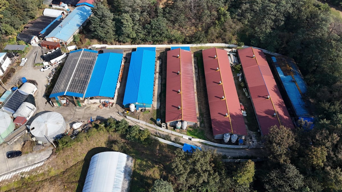 돈사 녹슨 판넬 지붕 덮는 공사_09.jpg