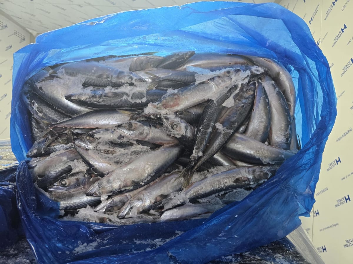 Why Did TUNAKOREA Achieve 100 Billion in Exports? A Real Case of ODA and Supply Chain Development