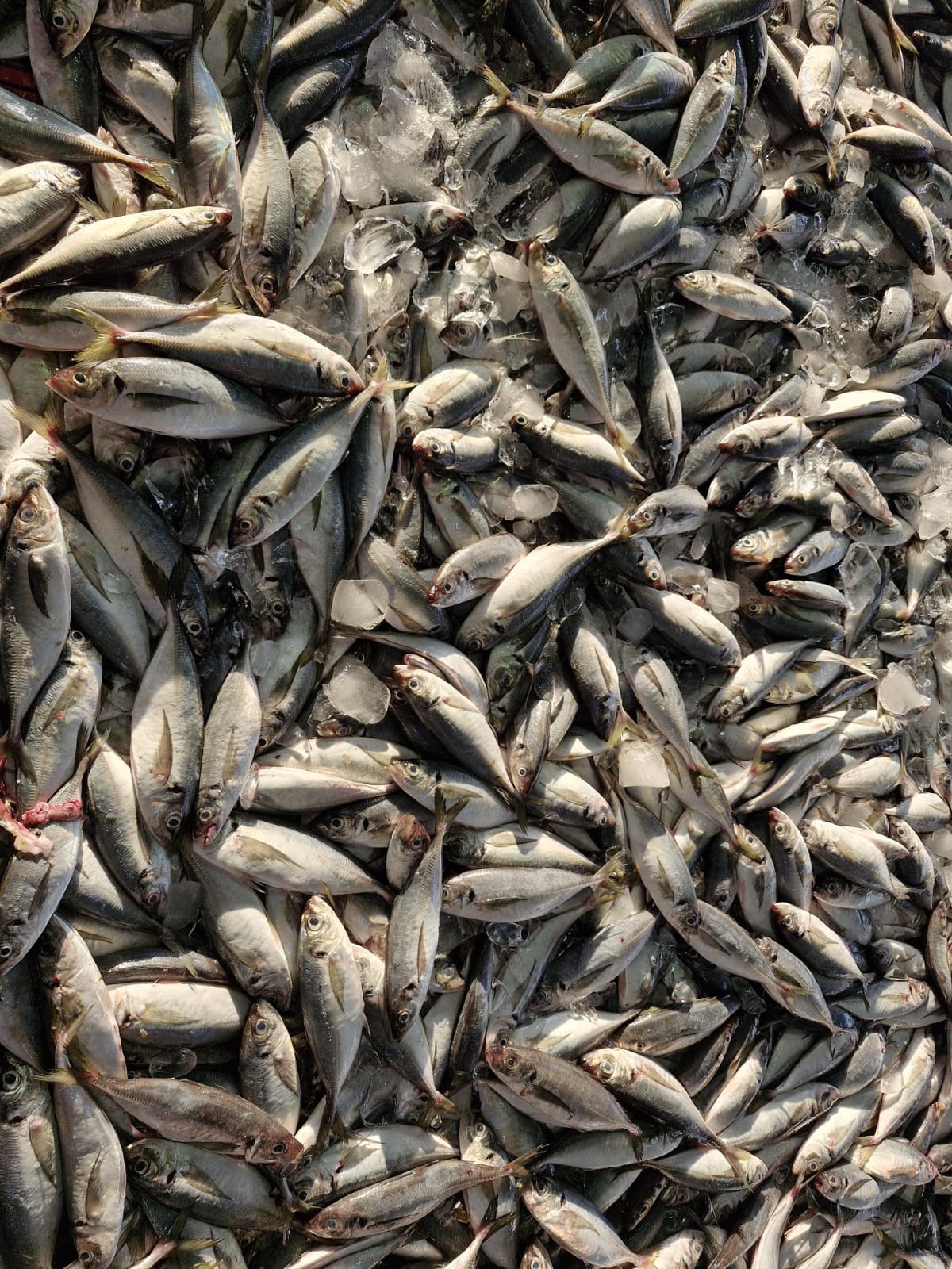 A Bite for Beginner Anglers: From Concepts to Selection and Application Mastery