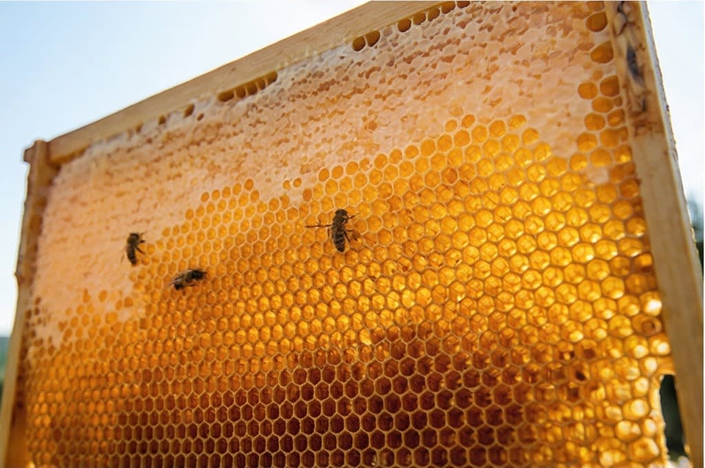 벌집 위에서 활발하게 활동하는 꿀벌들