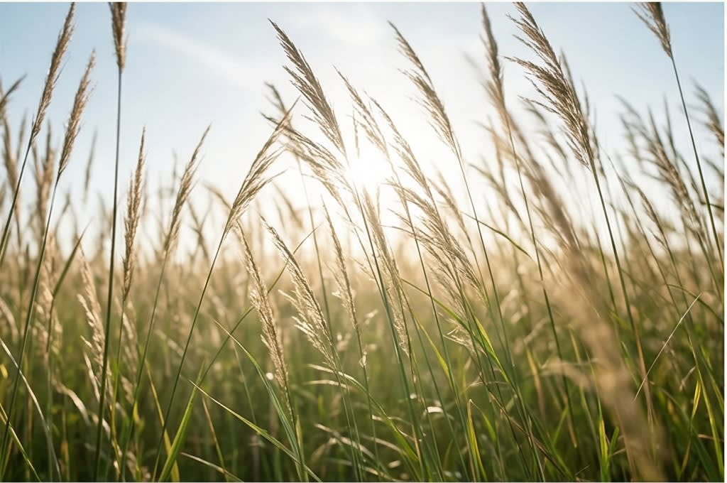 신성리 갈대밭의 눈부신 풍경