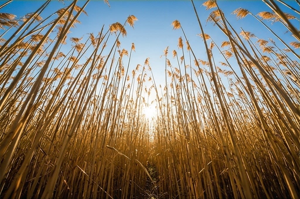 황금빛 갈대숲의 여유