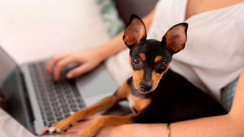 Foto de um cachorro deitado