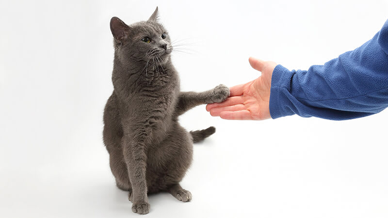 gato em cima de uma mesa dando a pata ao seu dono