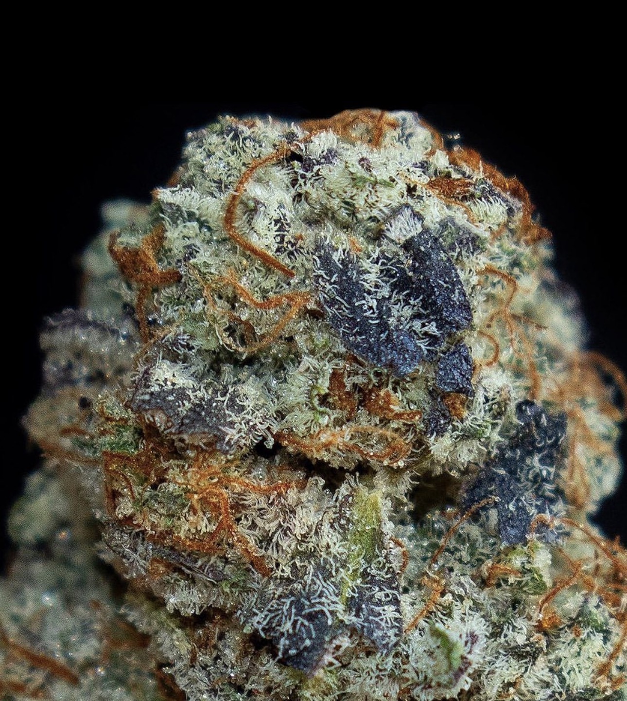 RUNTZ STRAIN 