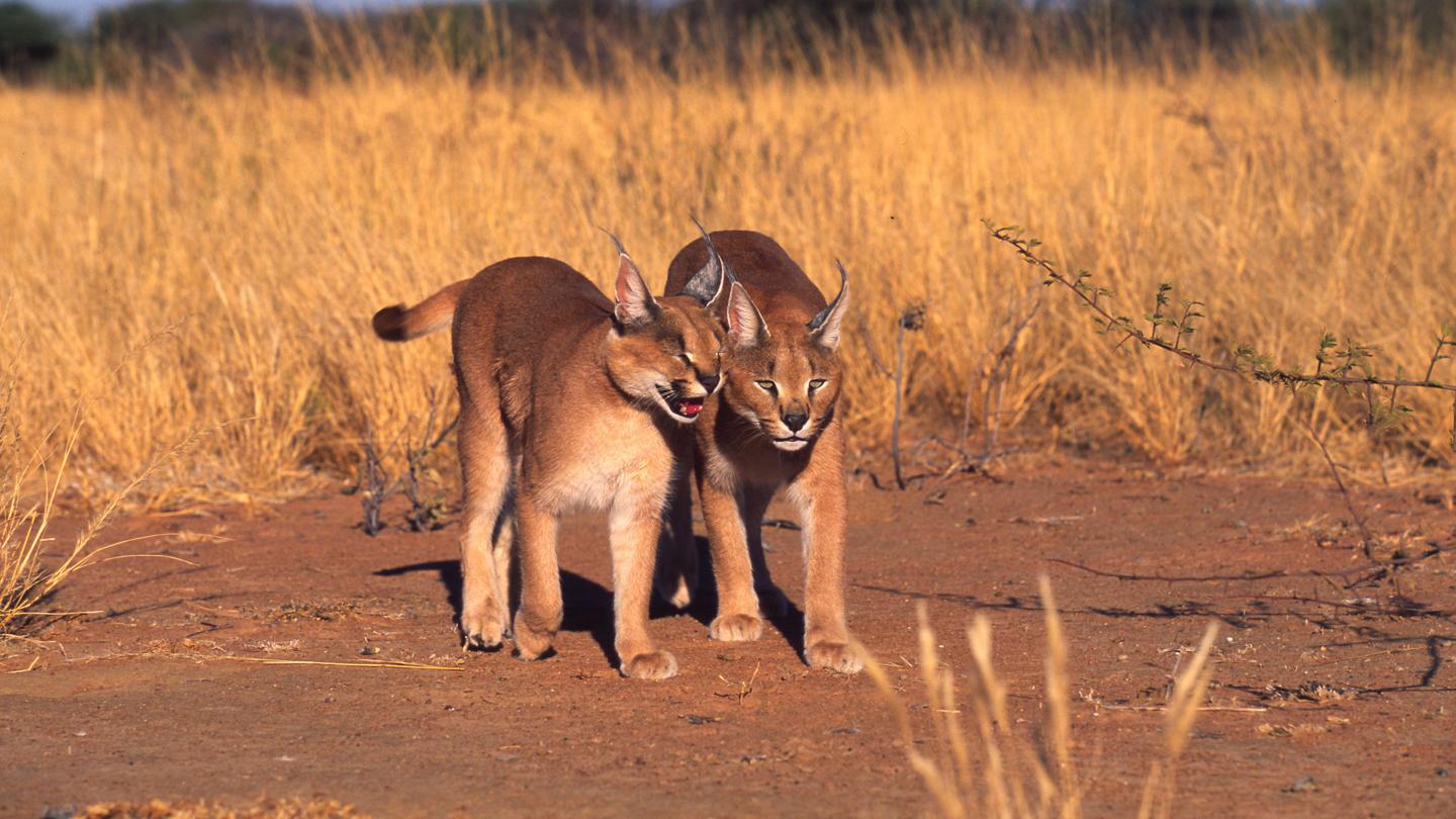 Wild Animals in the UAE: Conservation Efforts and Natural Wonders