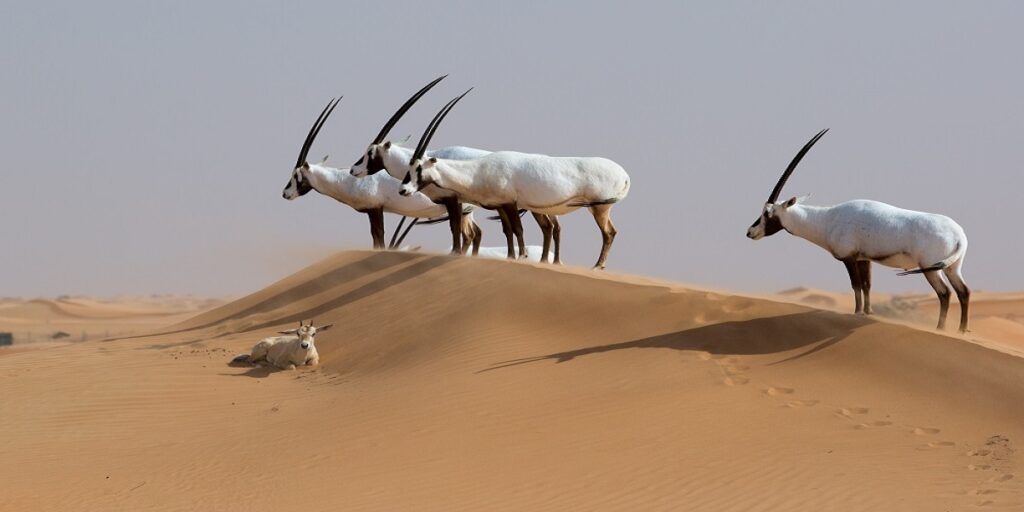 wild Animals in the UAE