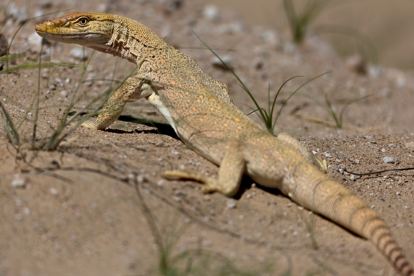 wild Animals in the UAE