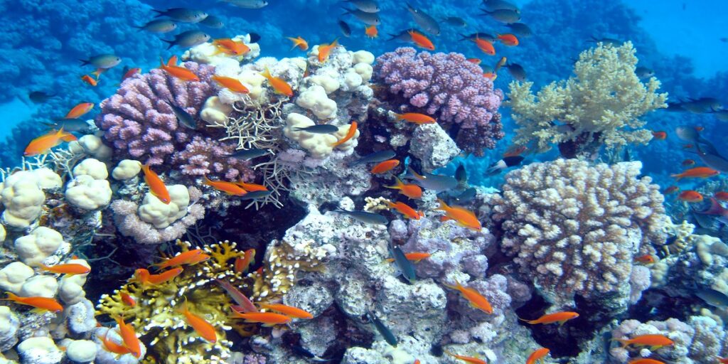 wild Animals in the UAE