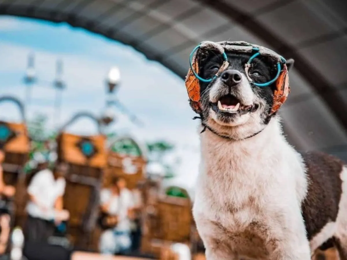 Woofstock UAE