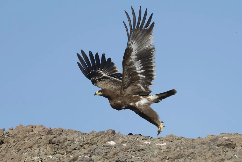 birds on Sir Bani Yas Island