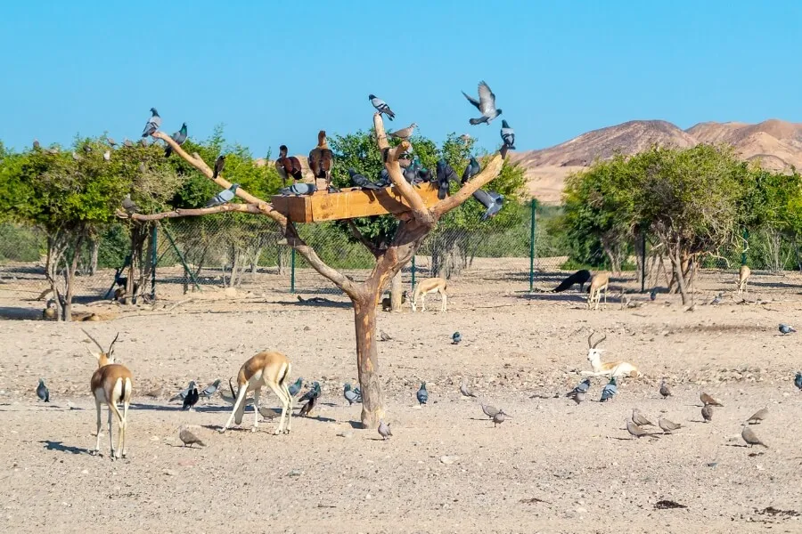 birds on Sir Bani Yas Island
