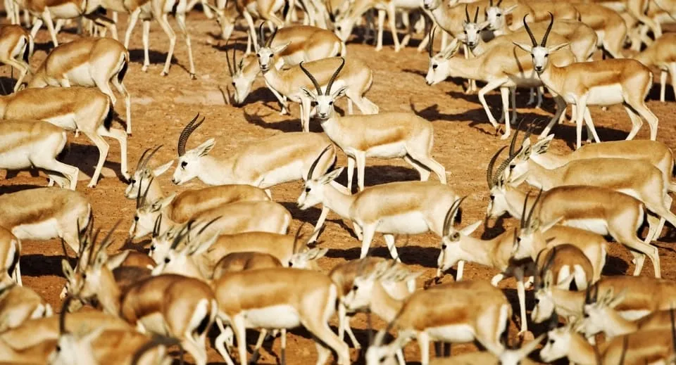 wildlife facts about Sir Bani Yas Island