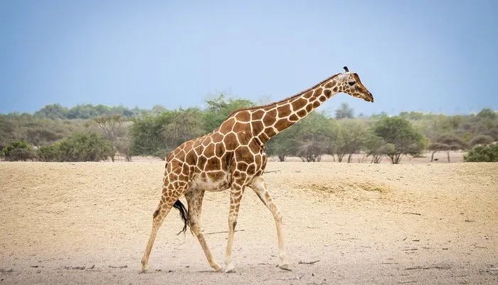 wildlife facts about Sir Bani Yas Island