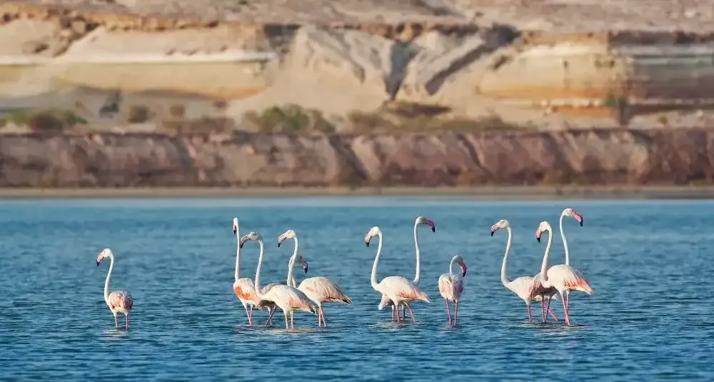 wildlife facts about Sir Bani Yas Island