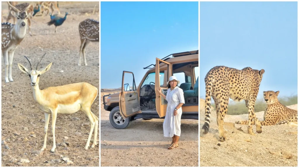 visit Sir Bani Yas Island