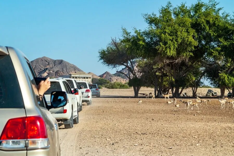 Budget tips for Sir Bani Yas Island