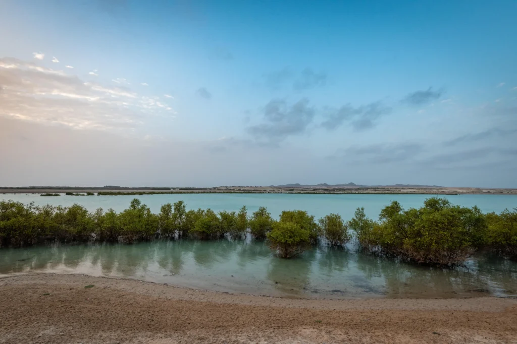 mangroves on Sir Bani Yas Island