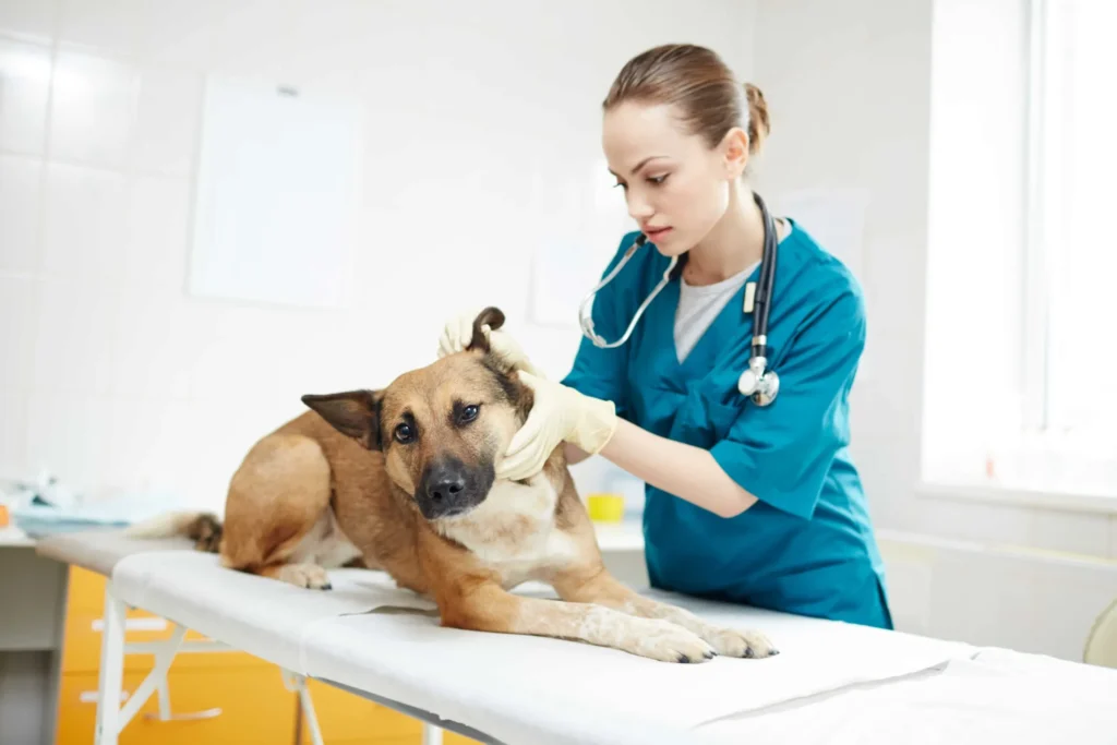 Vet Clinics in Sharjah
