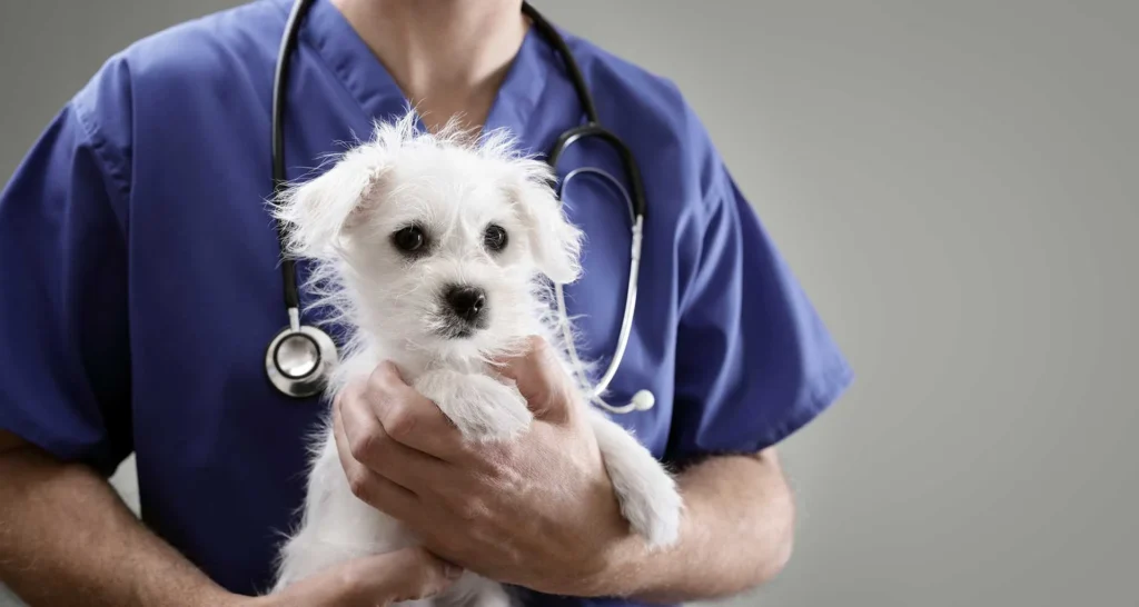 vet clinics in Fujairah