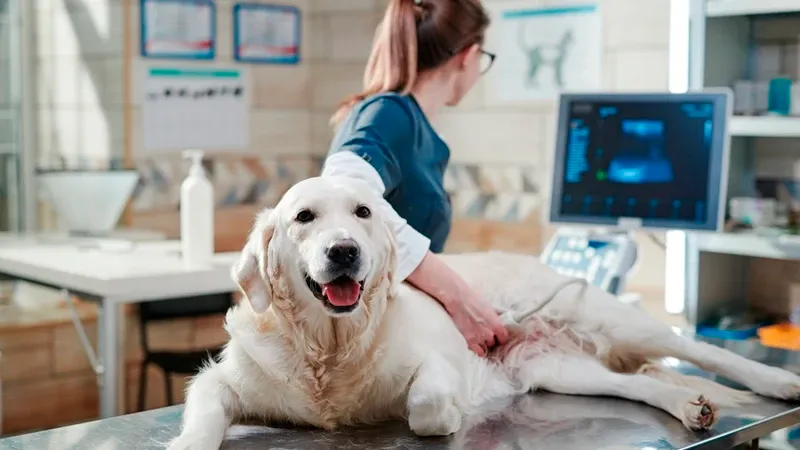 vet clinics in Dubai 