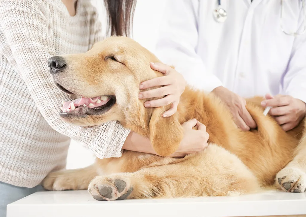 vet clinics in Al Ain