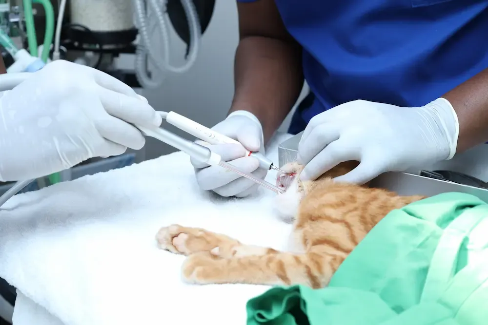 vet clinics in Abu Dhabi