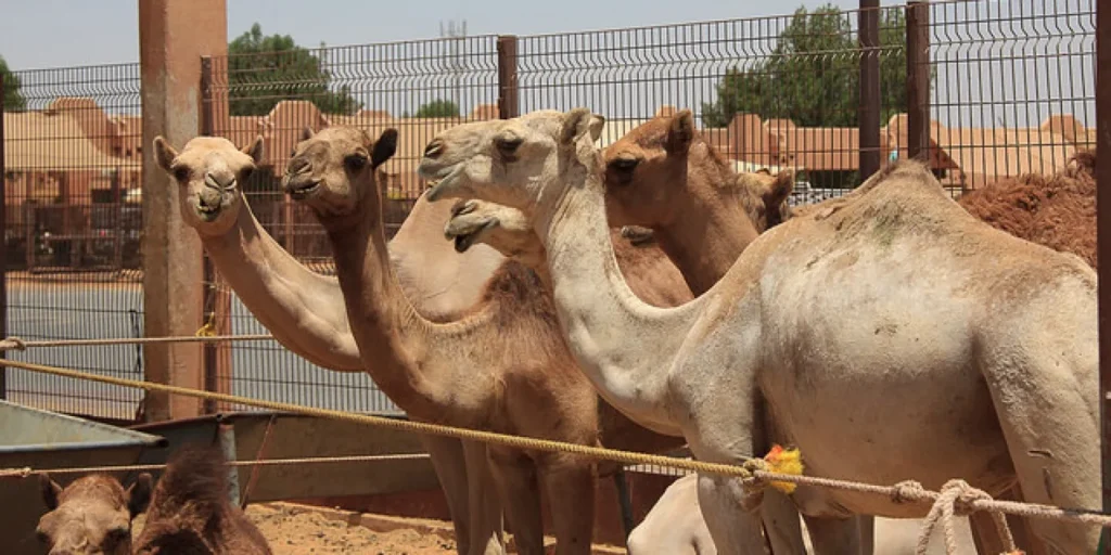 free things to do in Al Ain